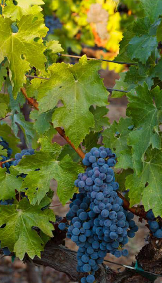 Thomas Rivers Brown grape cluster